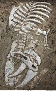 photo texture of bones 0006
